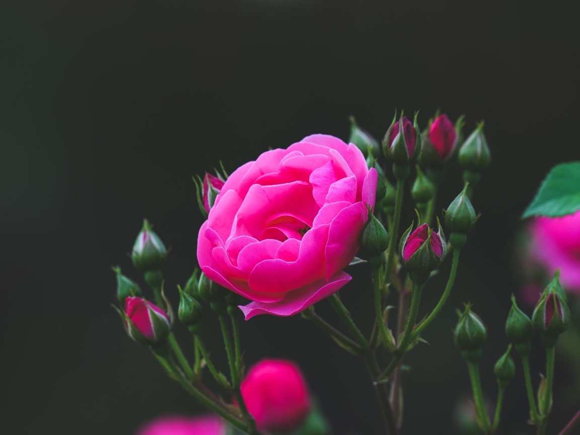 Розовые розы с нераспустившимися бутонами