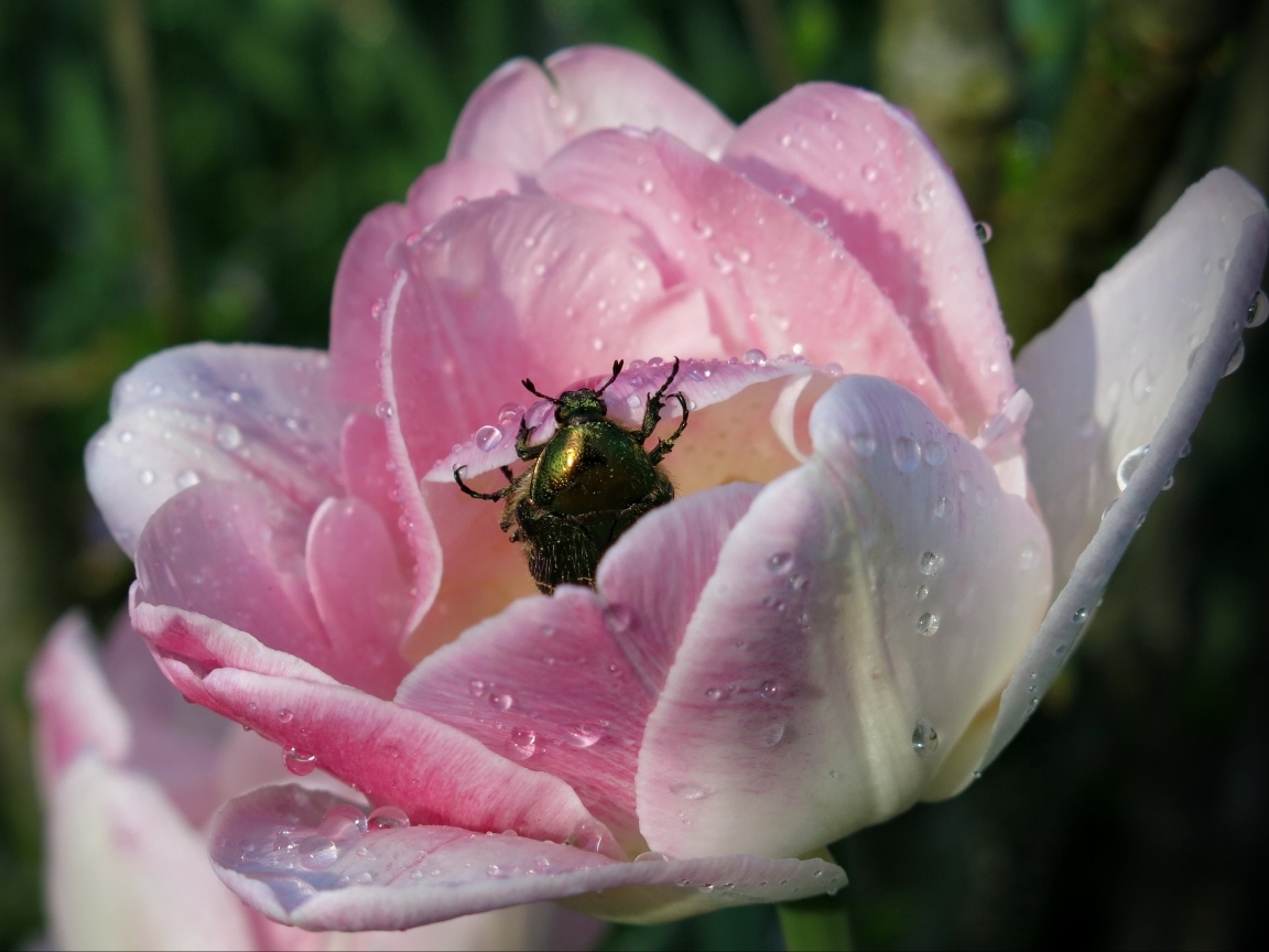 Розовый тюльпан с зеленым жуком в каплях росы