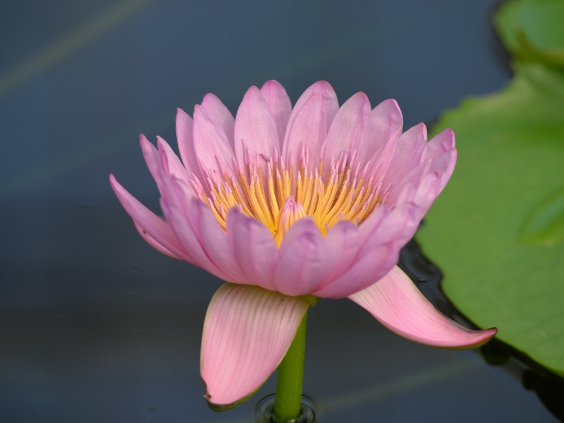 Розовый цветок водяной лилии в пруду крупным планом