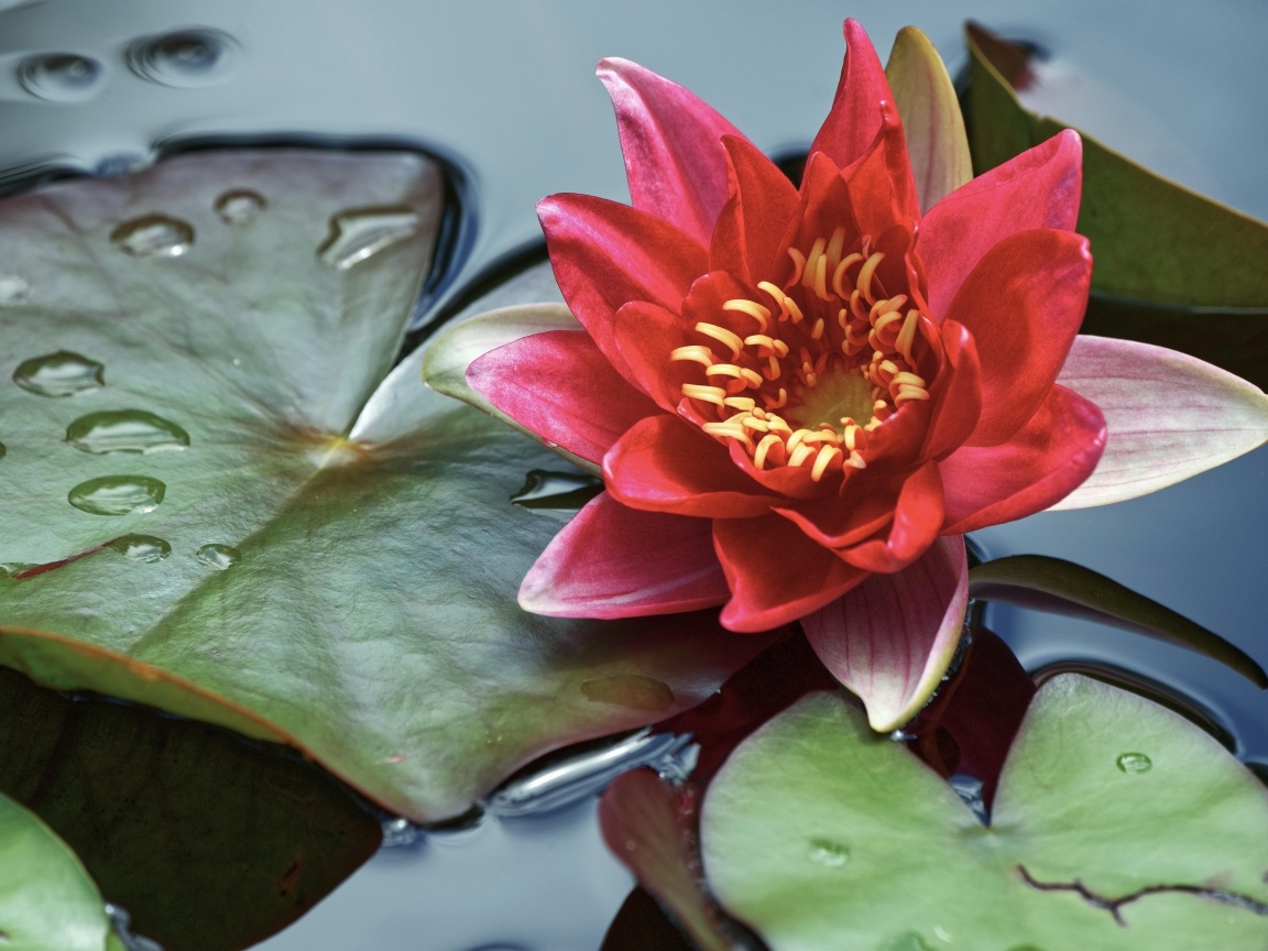 Розовая водяная лилия с большими зелеными листьями в воде