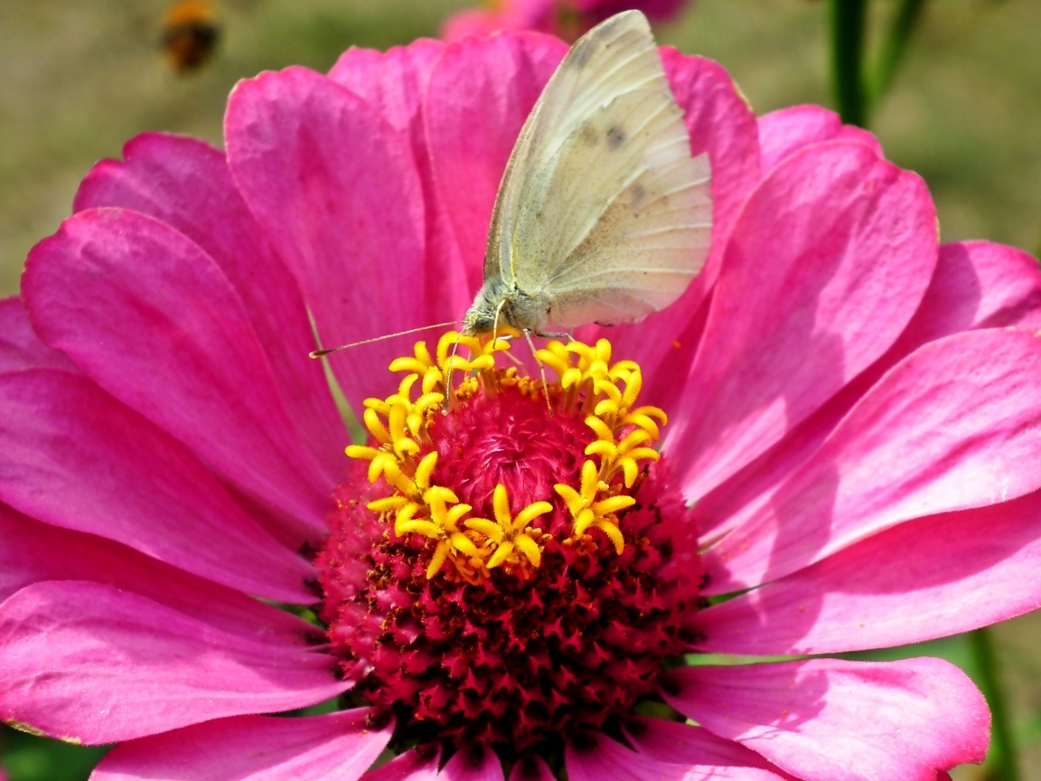 Розовый цветок циннии с бабочкой