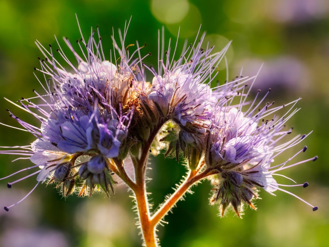 Фиолетовый цветок Фацелия крупным