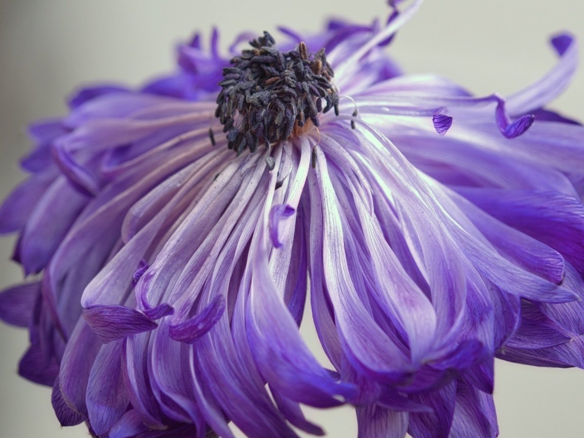 Фиолетовый цветок анемоны крупным планом