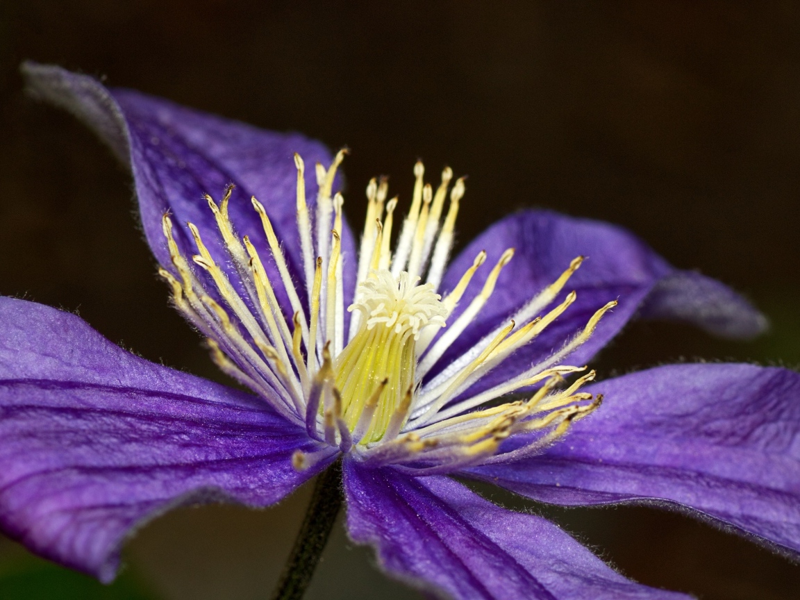 Фиолетовый цветок клематиса крупным планом