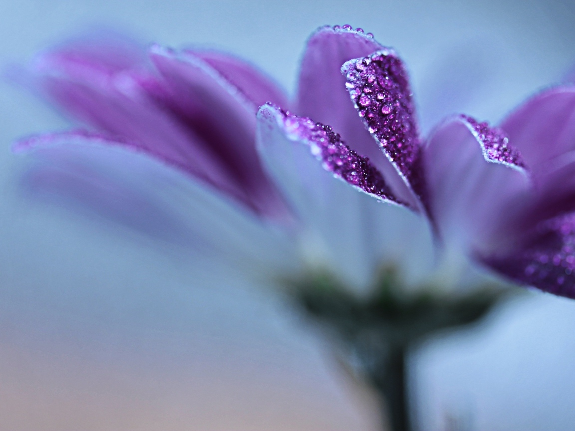 Лепестки фиолетовой герберы в каплях росы