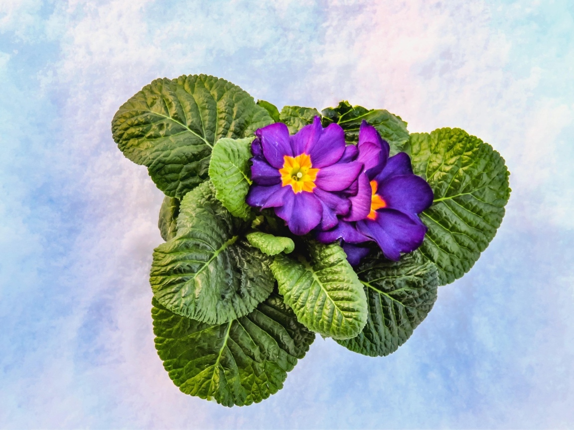 Фиолетовый комнатный цветок примула с зелеными листьями