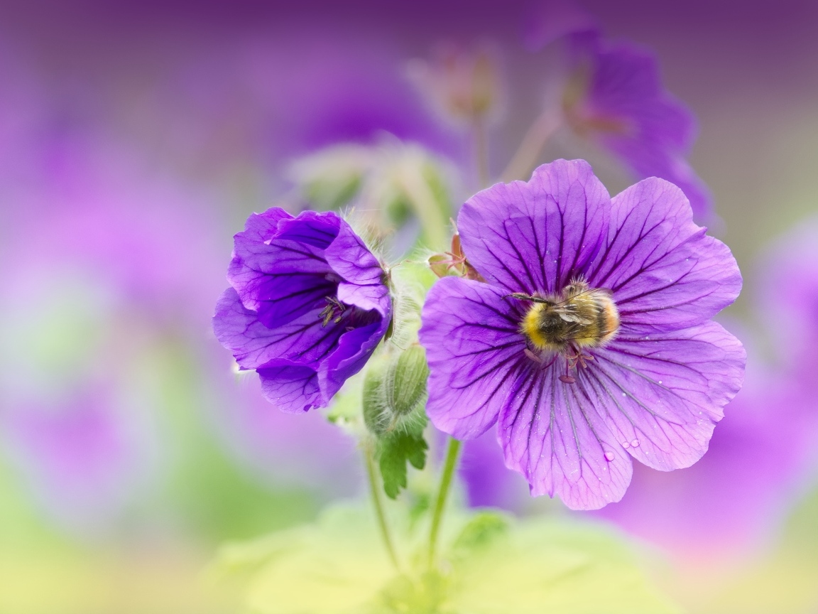 Фиолетовые цветы мальвы вблизи