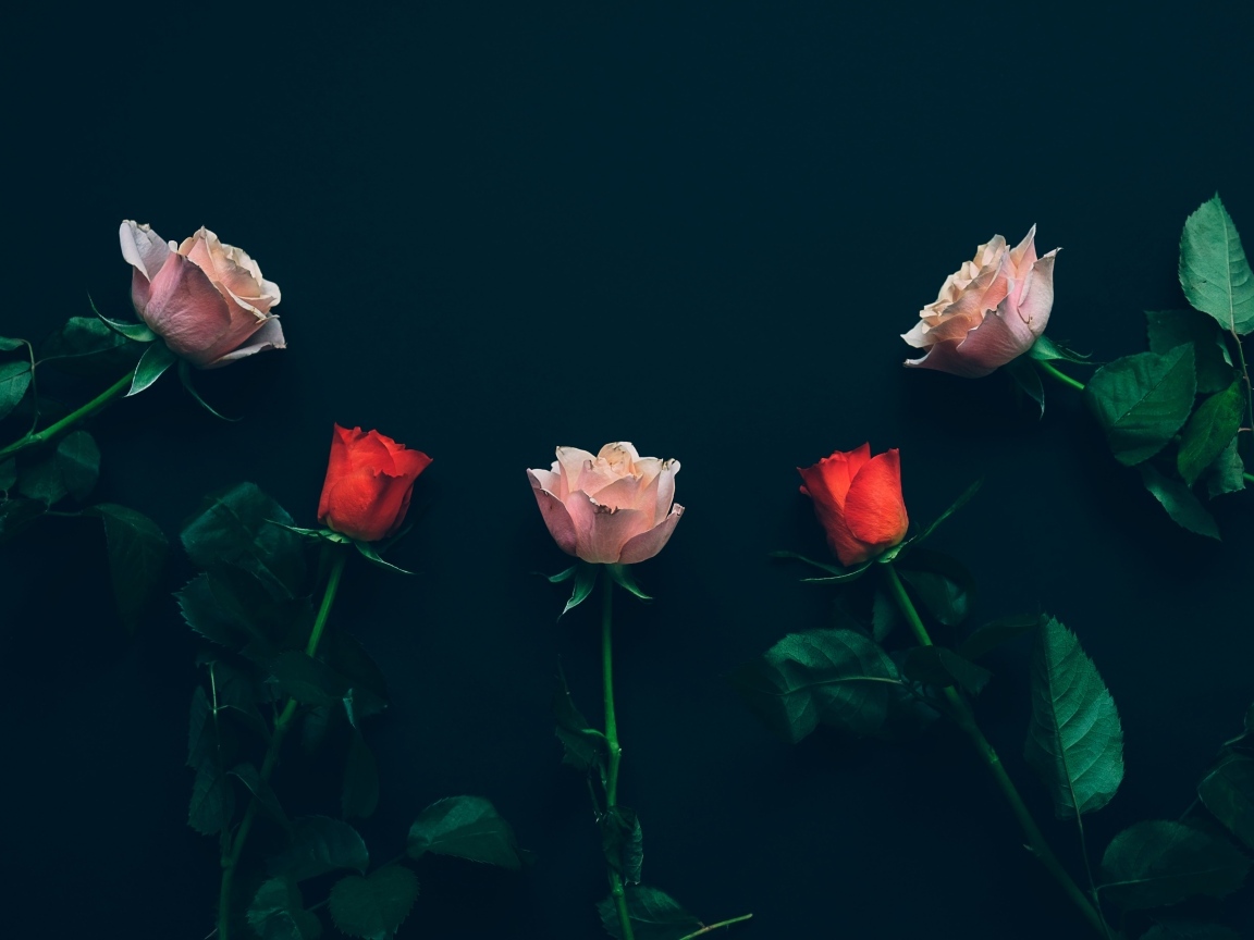 Красные и розовые розы на черном фоне