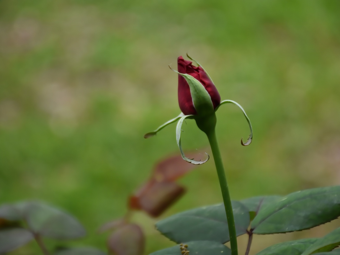 Красный бутон распускающейся розы с зелеными листьями