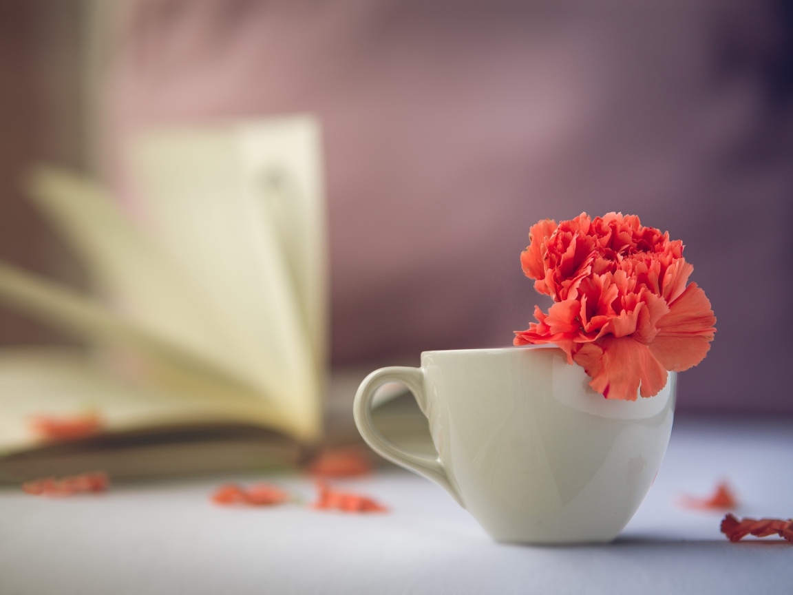 Красный цветок гвоздики в белой чашке