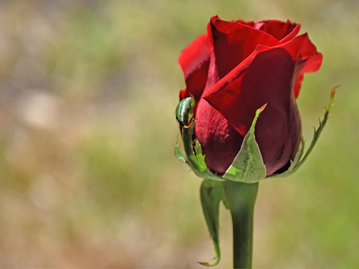 Красная английская роза крупным планом