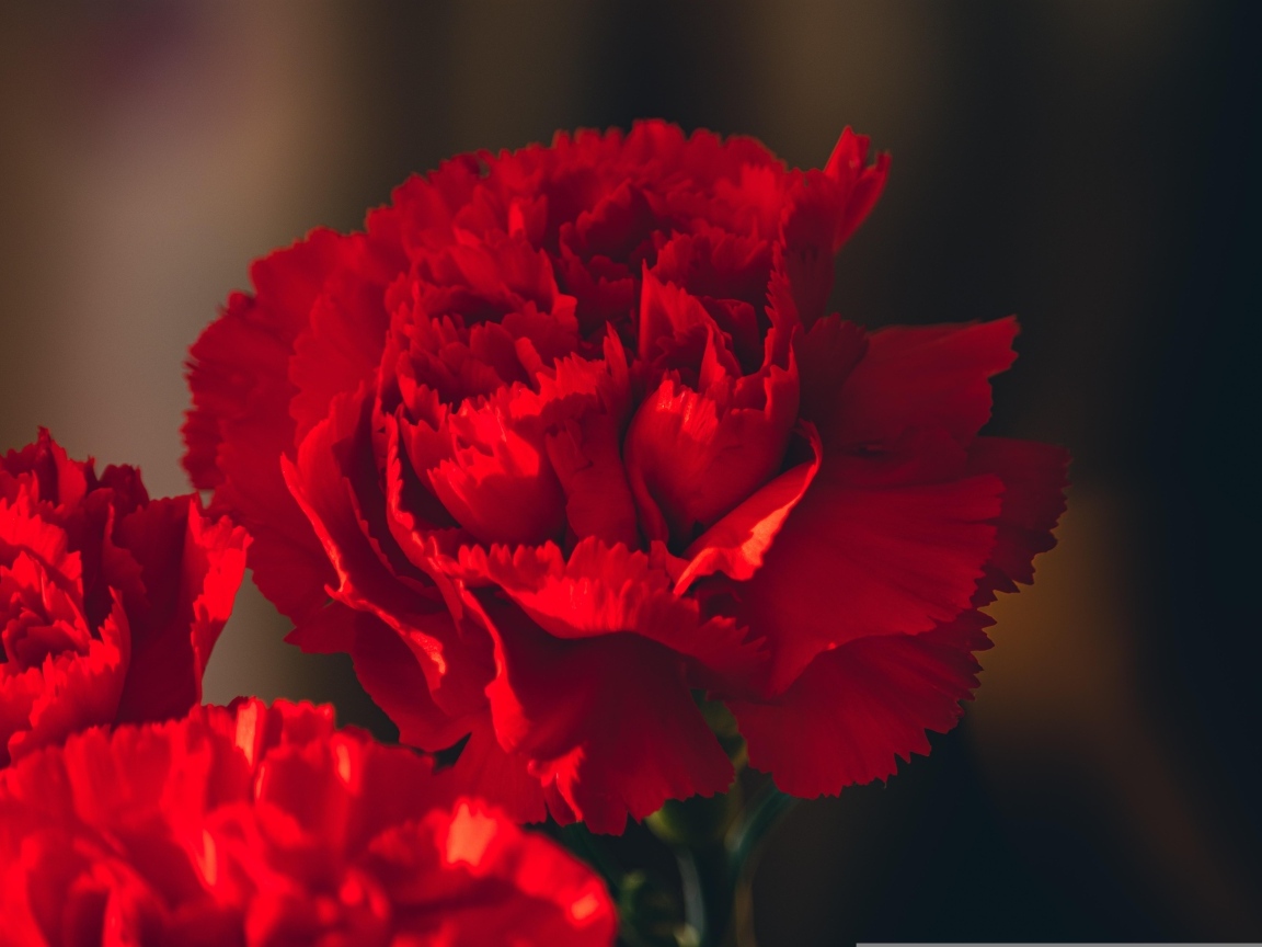 Красные цветы декоративной гвоздики крупным планом