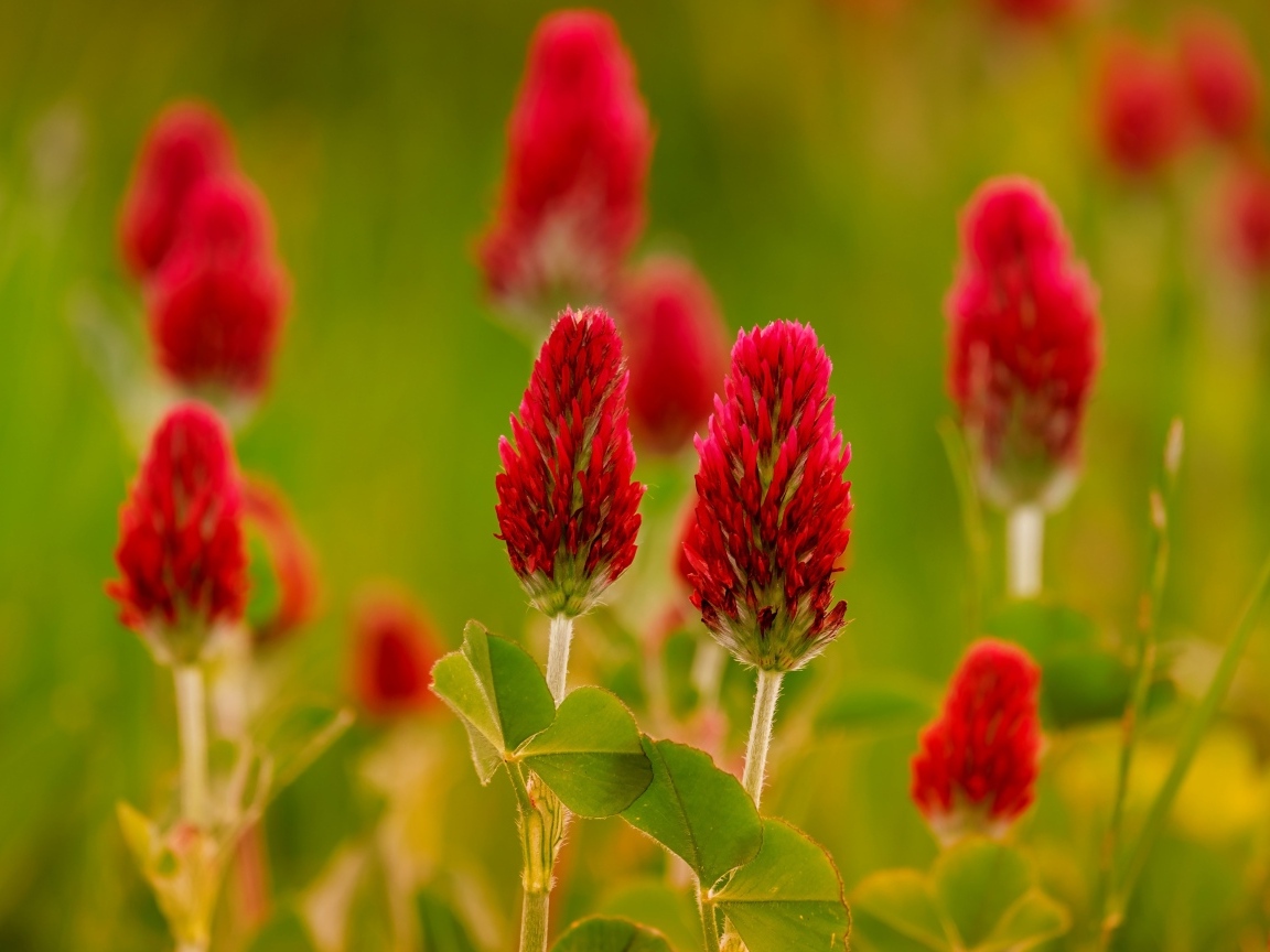 Красные цветы полевого клевера