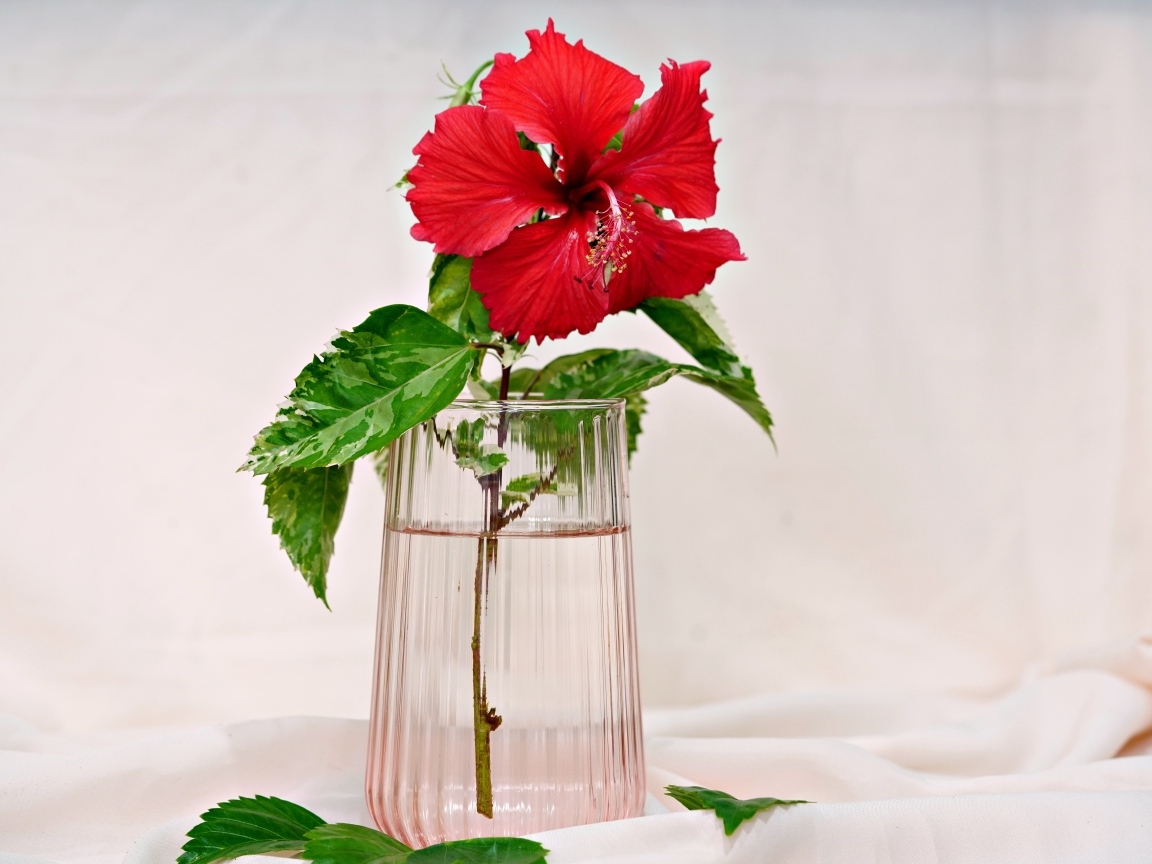 Красный цветок гибискуса в вазе на столе