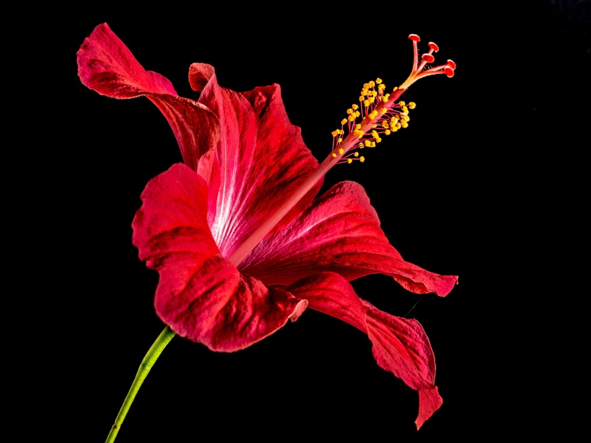 Красный цветок гибискуса на черном фоне