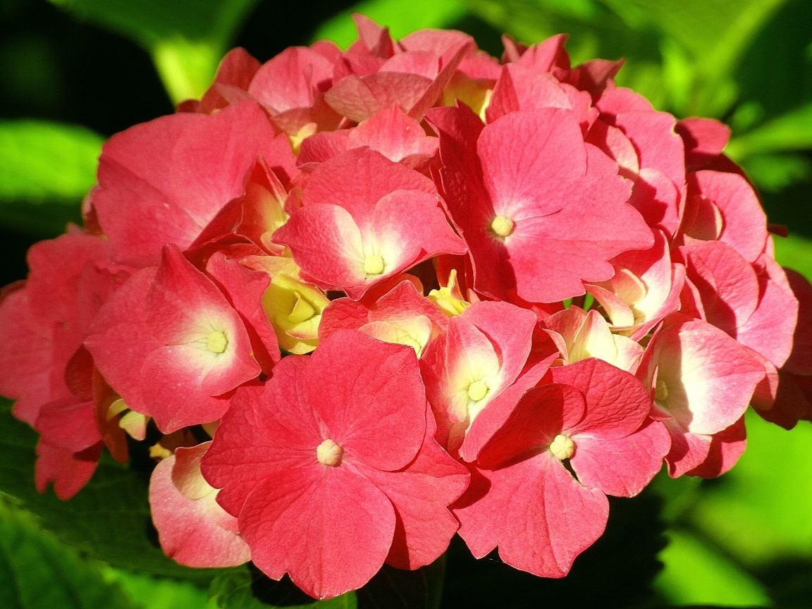 Красный цветок гортензии в лучах солнца