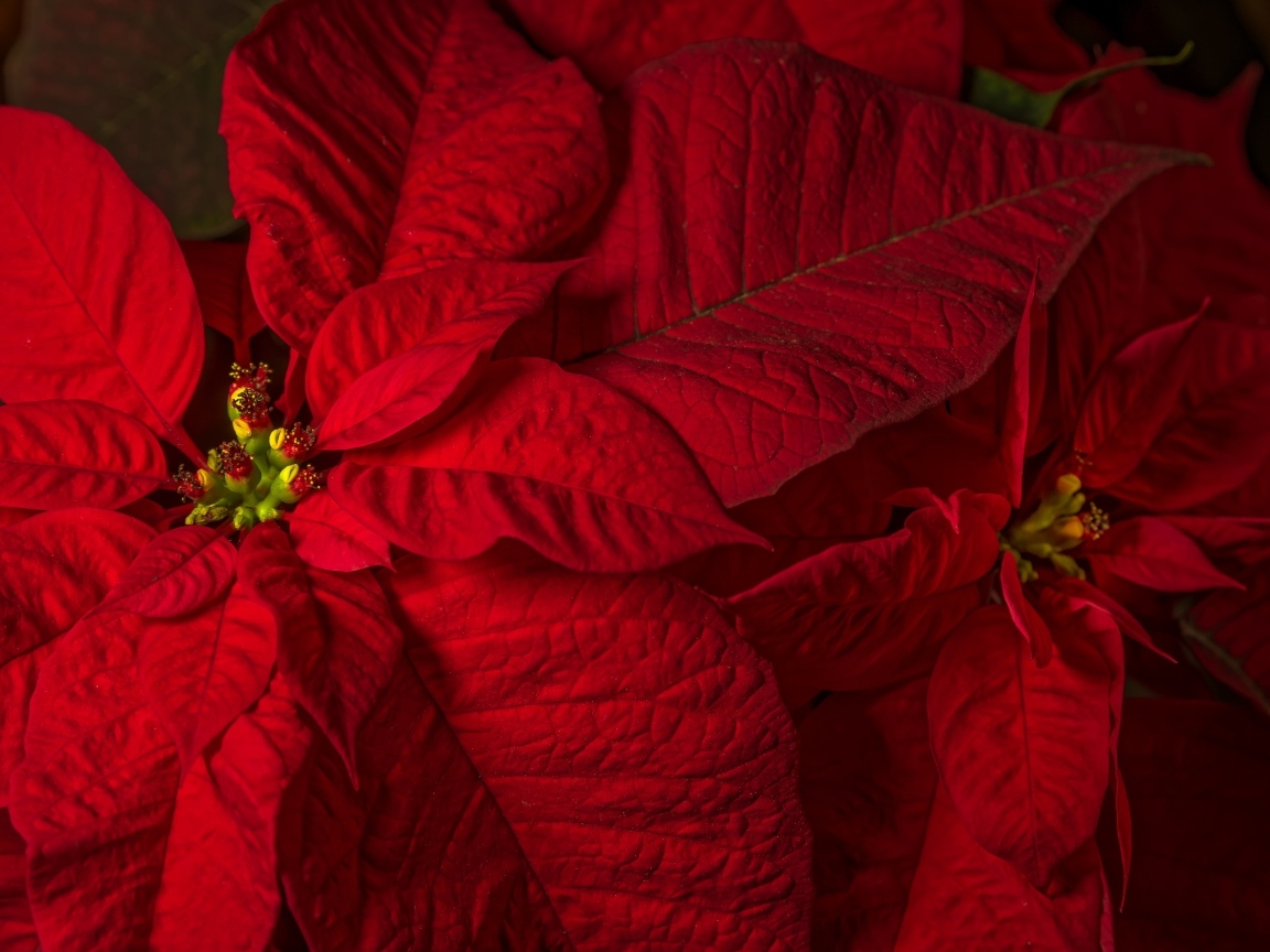 Красный комнатный цветок молочай