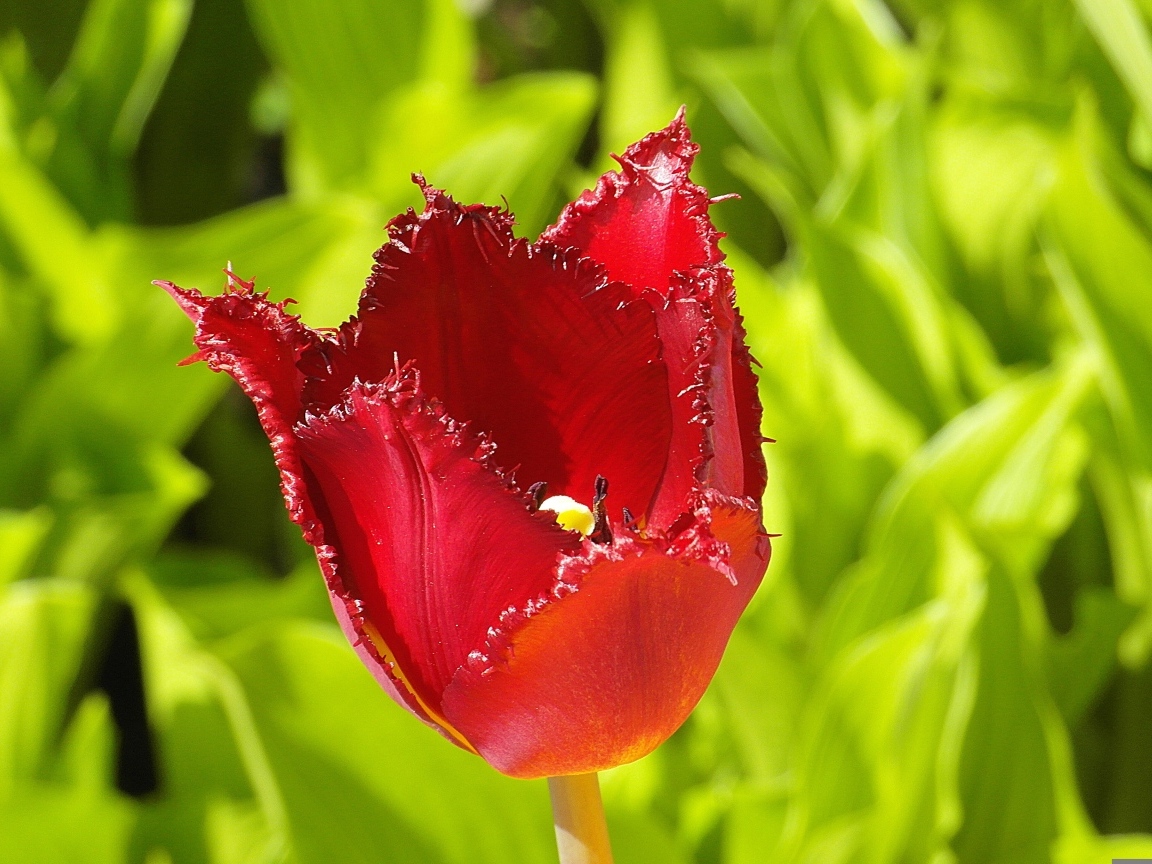 Красные зазубренные лепестки тюльпана