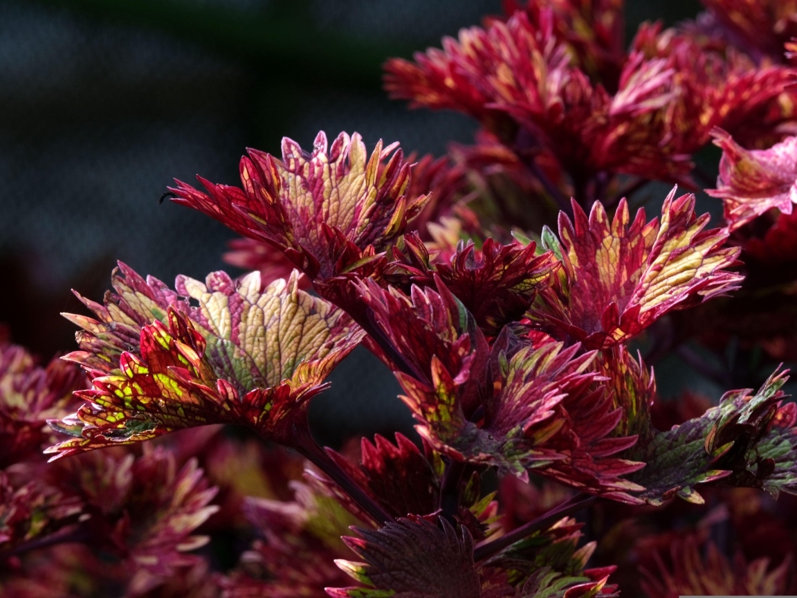 Красные листья цветка колеус