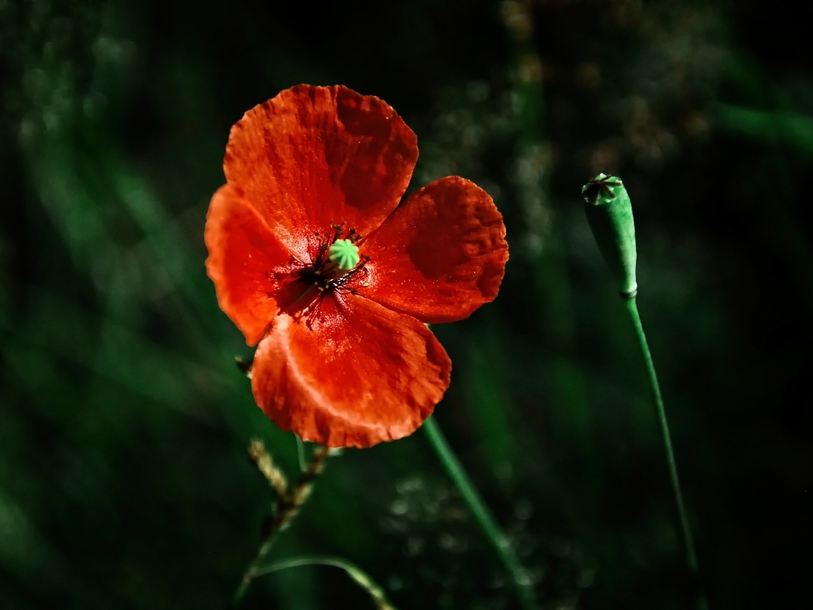 Цветок красного мака в лучах солнца