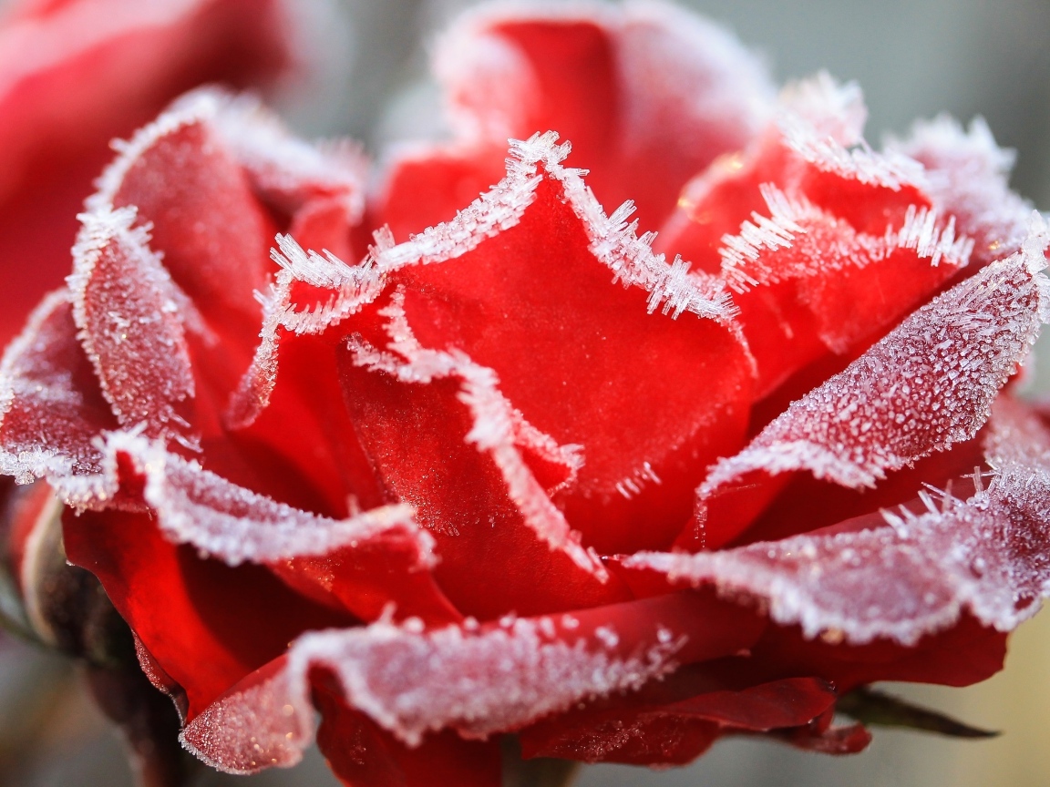 Красная роза покрыта инеем крупным планом