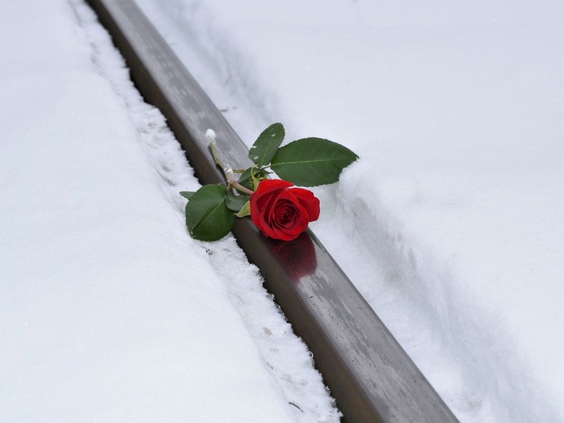 Красная роза на рельсах зимой