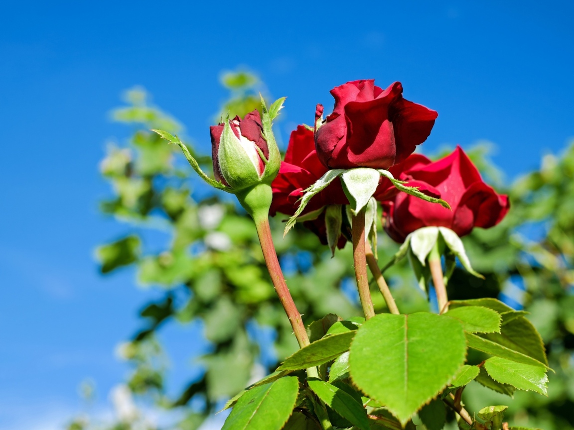 Красные розы на клумбе на фоне голубого неба