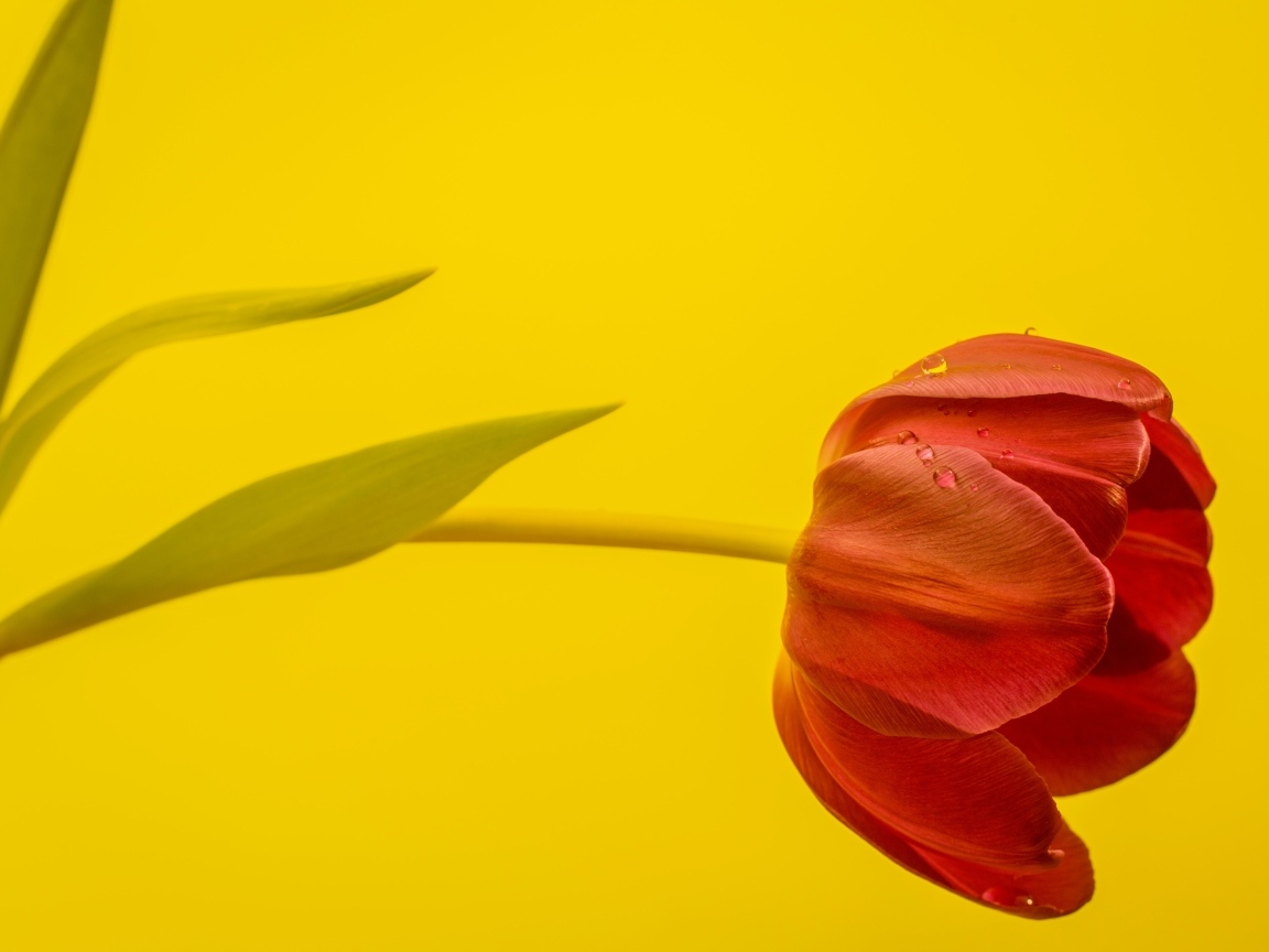 Красный тюльпан на желтом фоне