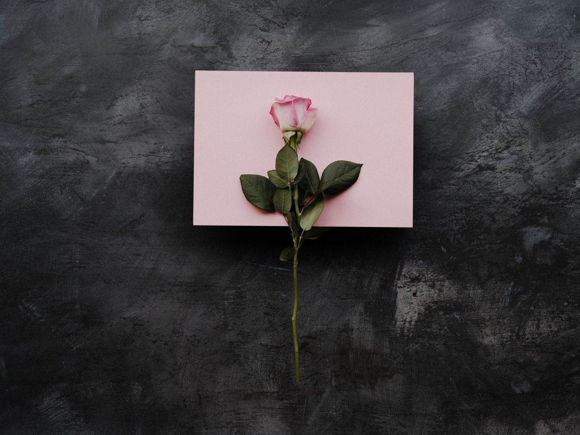 Роза и лист бумаги на сером фоне