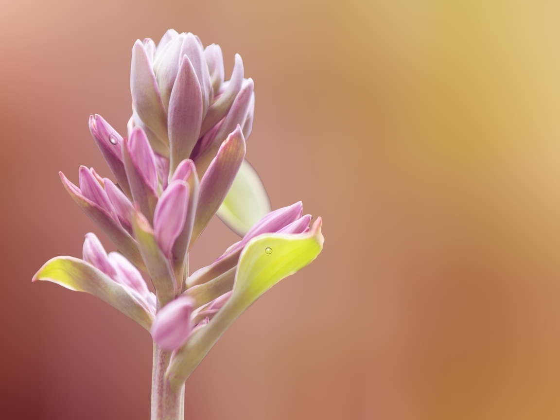 Бутон розового цветка крупным планом