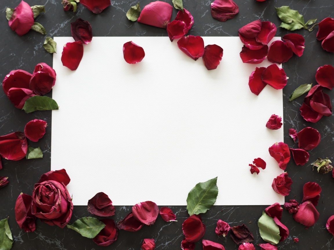 Лепестки розы с белым листом на столе