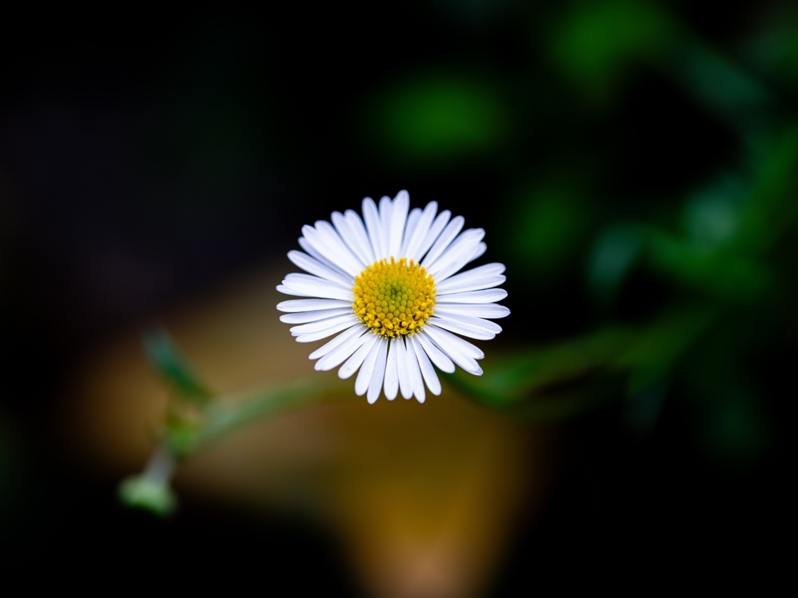 Маленькая одинокая ромашка крупным планом