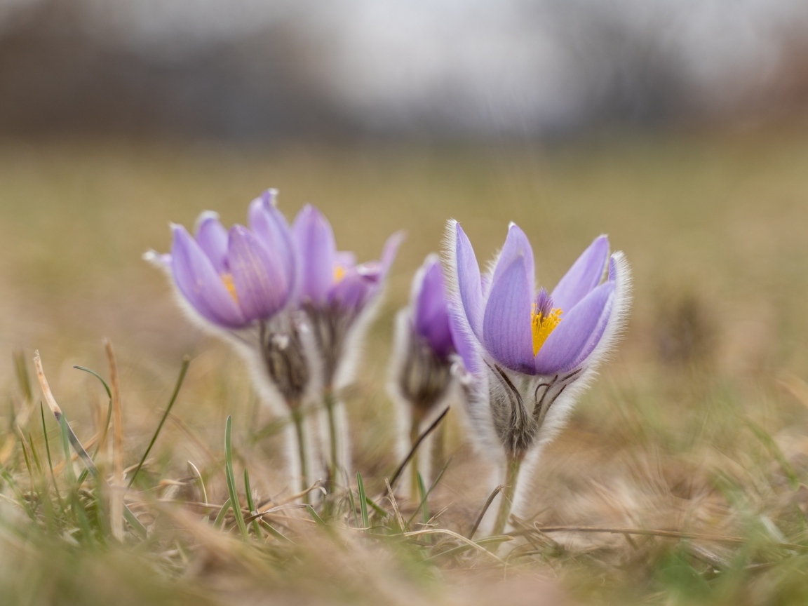 Маленькие цветы прострела расцветают осенью