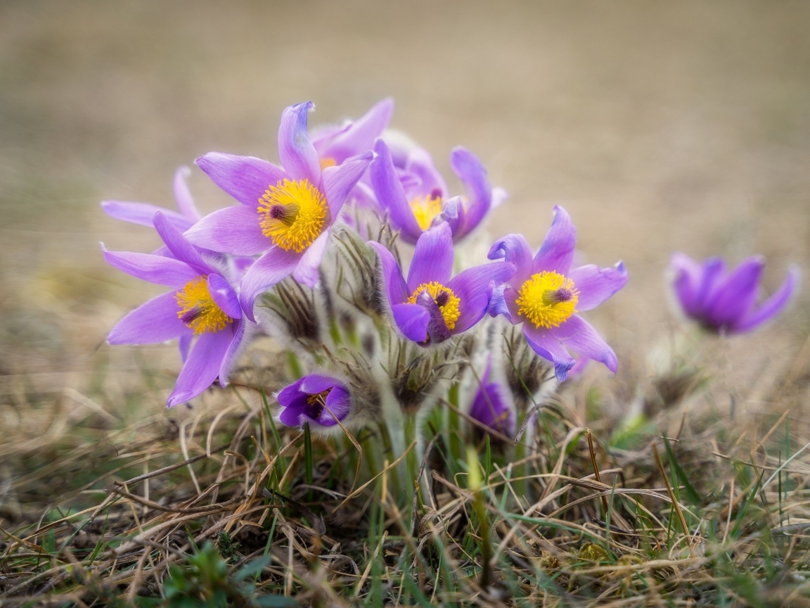 Маленькие цветы прострела растут в траве