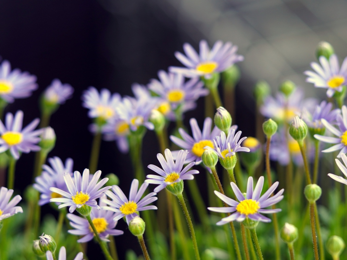 Маленькие фиолетовые ромашки крупным планом