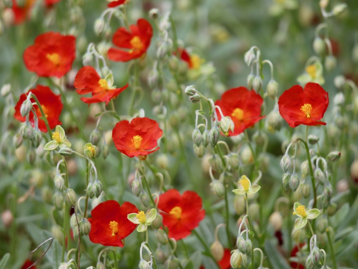 Маленькие красные цветы с бутонами крупным планом