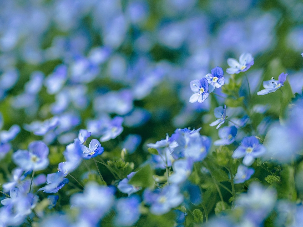 Маленькие мелкие цветы незабудки на клумбе