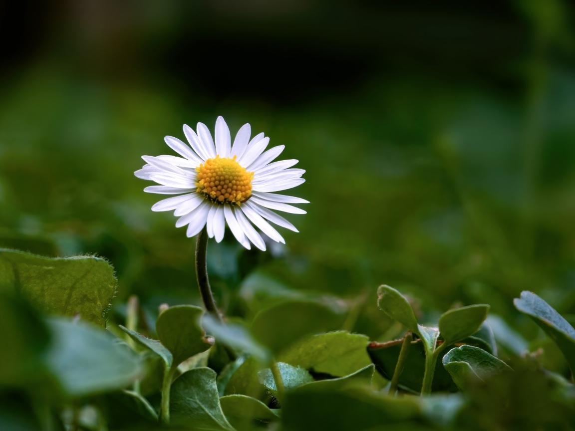 Маленький белый цветок ромашки в зеленых листьях