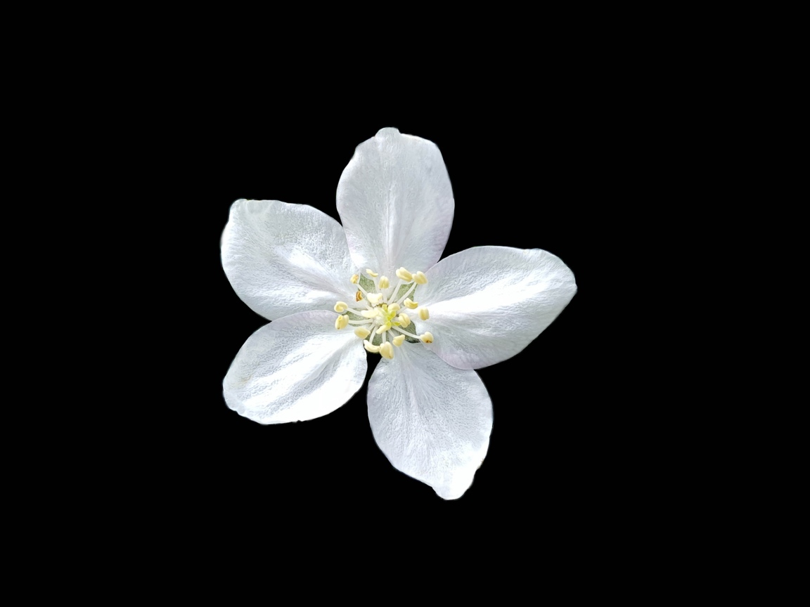 Маленький белый цветок на черном фоне