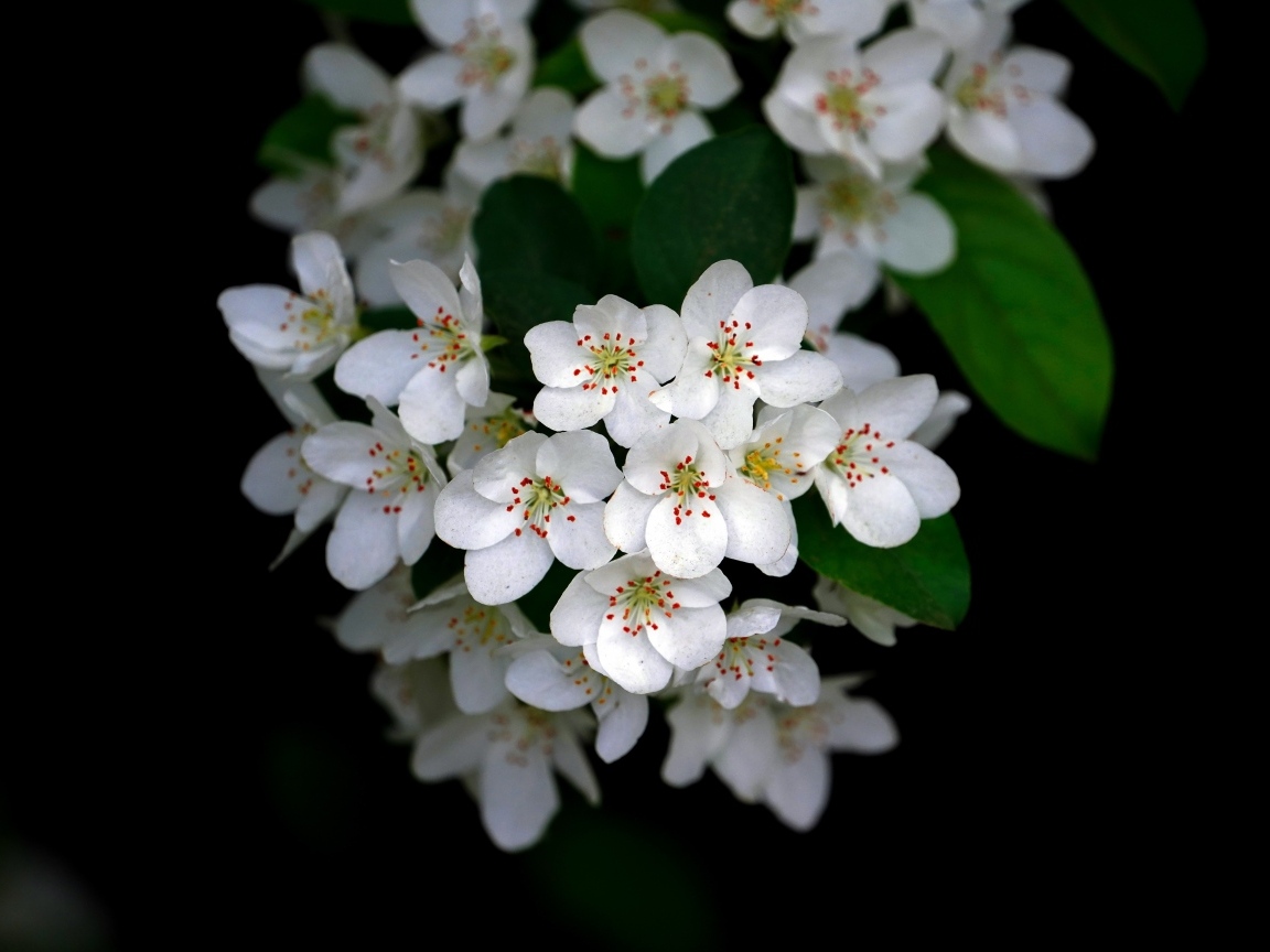 Мелкие белые цветы на ветке весной