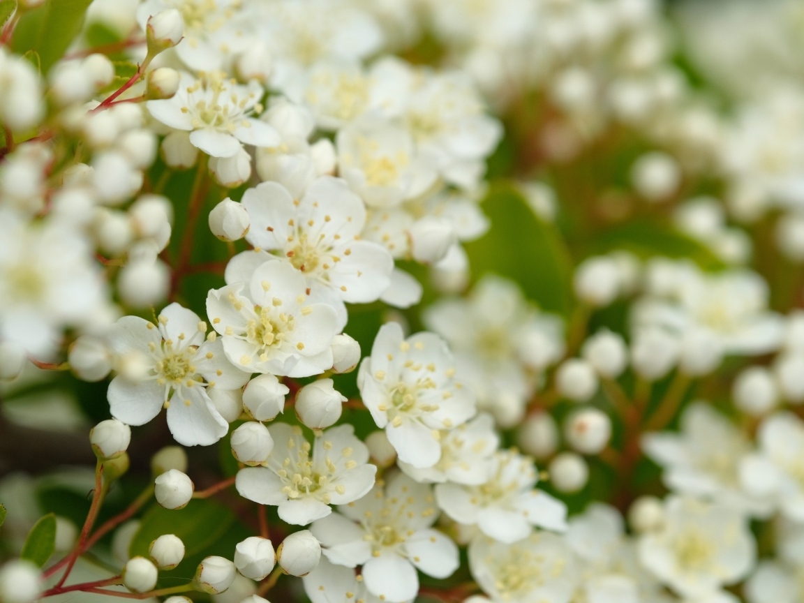 Мелкие белые цветы на кусту