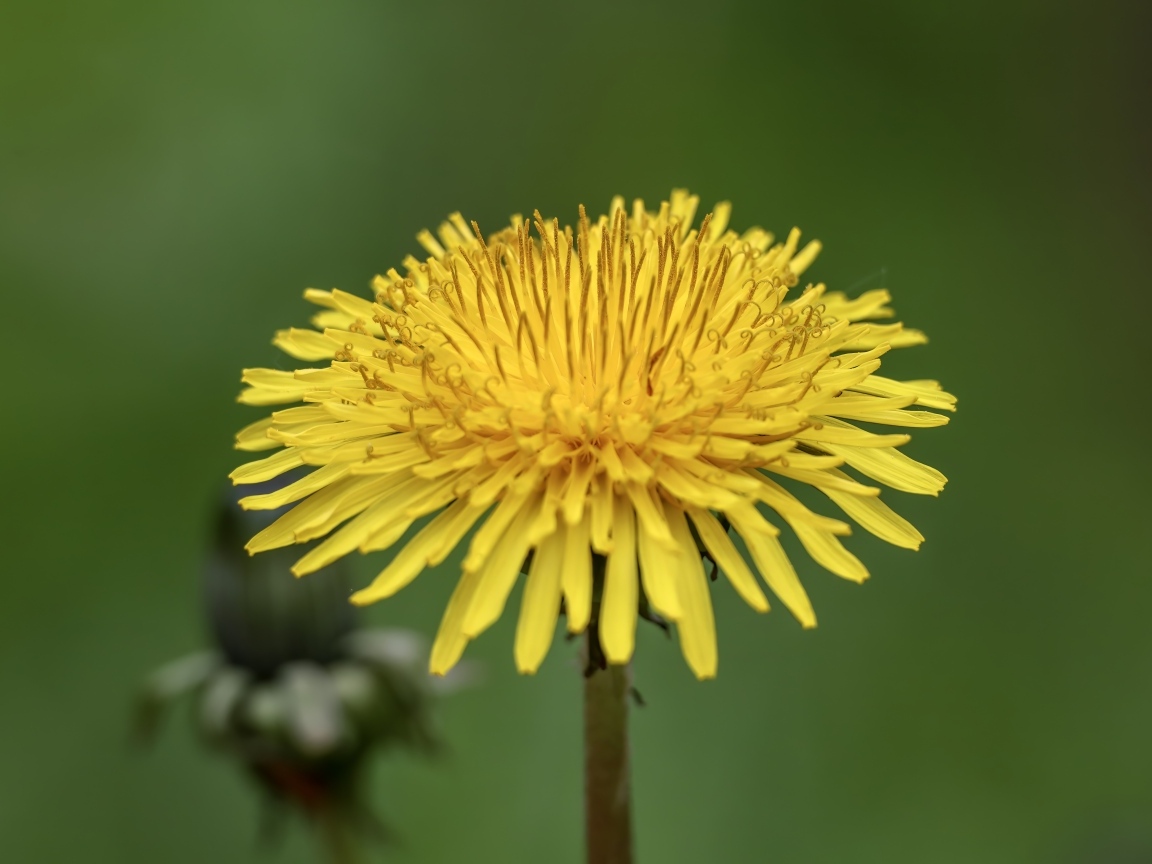 Маленький желтый одуванчик на зеленом фоне
