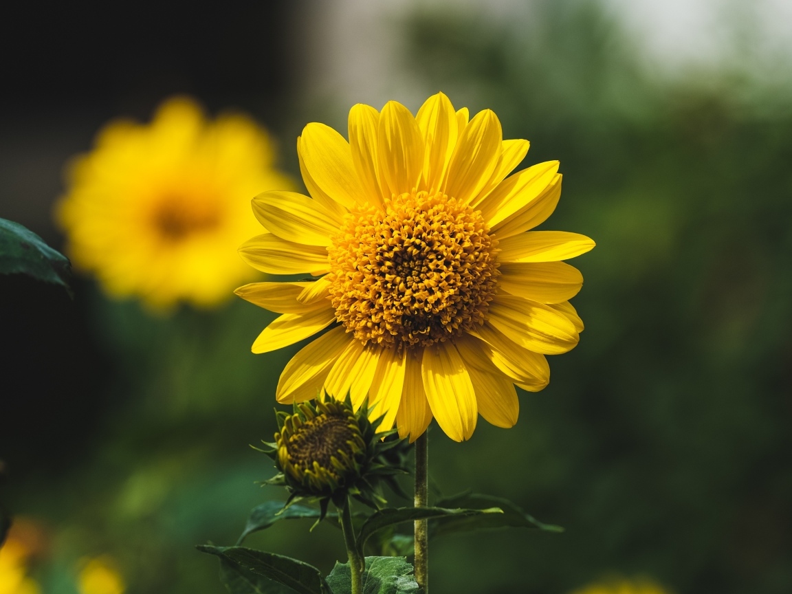 Подсолнух с бутонами крупным планом