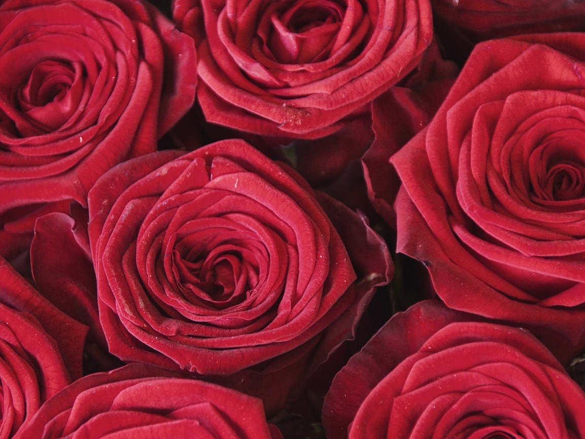 Махровые цветы красной розы