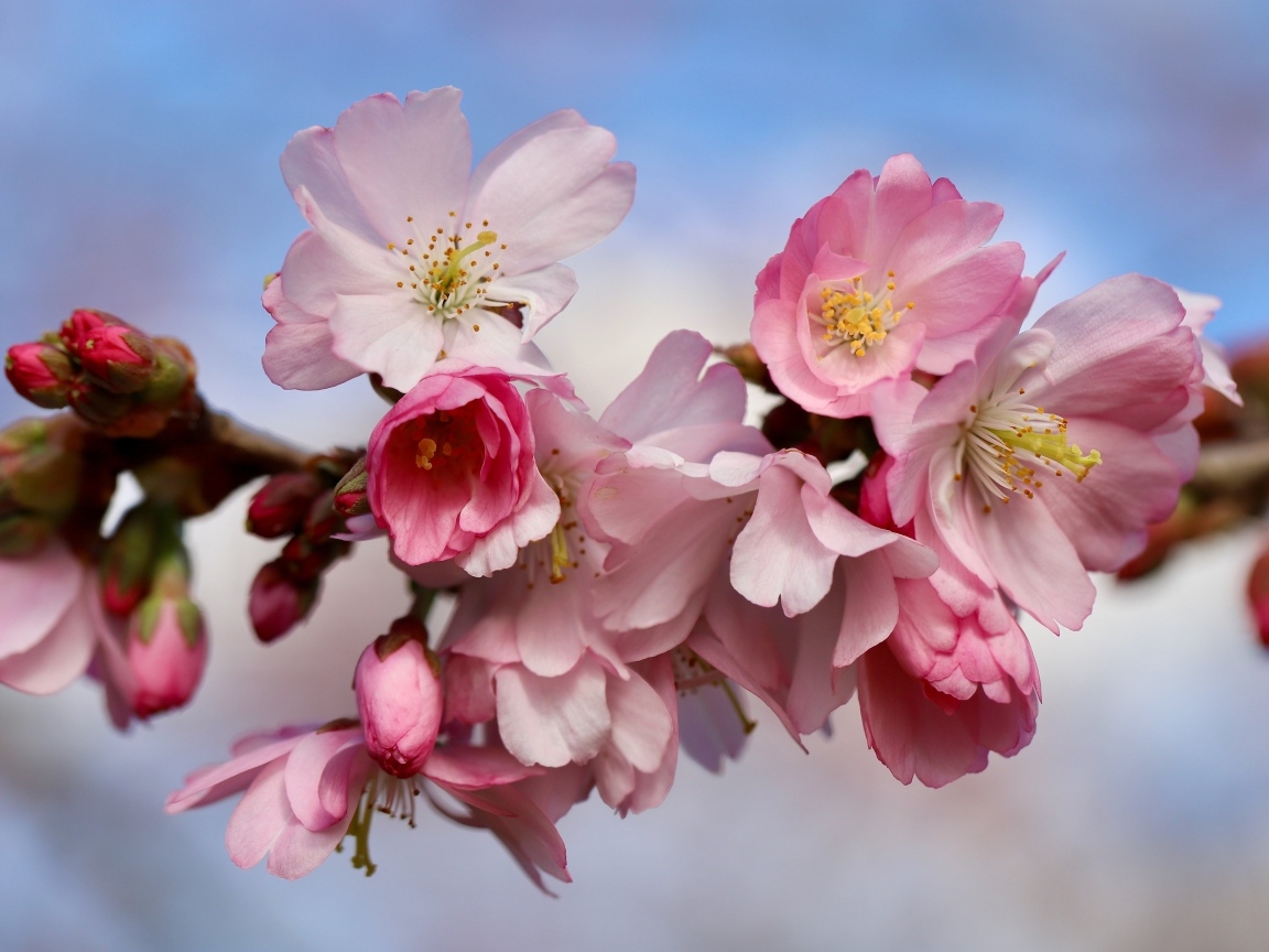 Первые розовые цветы на ветке дерева весной
