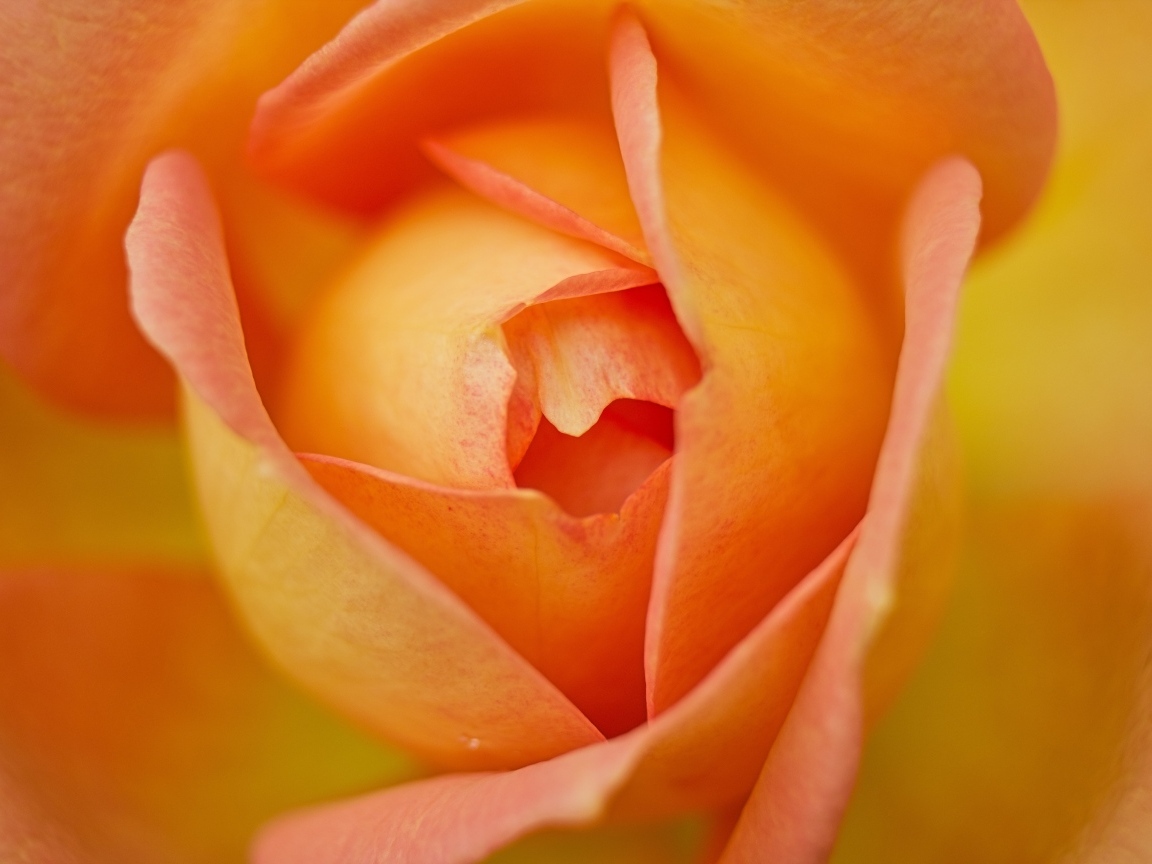 Серединка красивой оранжевой розы