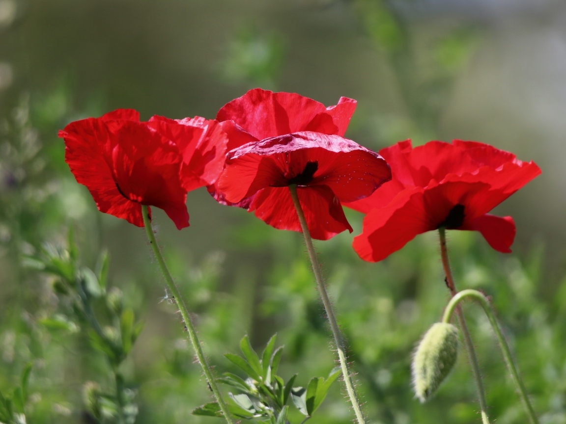 Три красных мака в лучах солнца