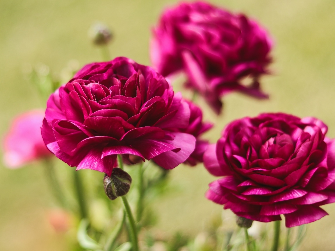 Три красных цветка лютика с бутонами