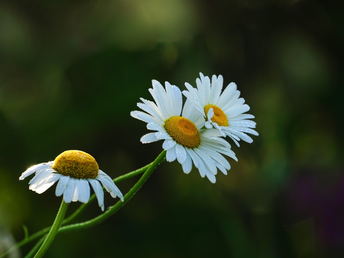 Три белые ромашки в капельках росы
