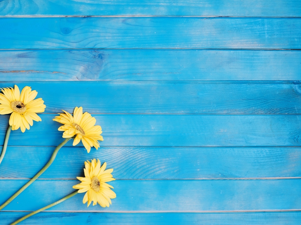 Три желтые герберы на голубом фоне